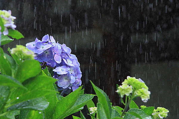 梅雨